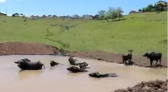 'Afrika'nın Savanası' değil Ordu