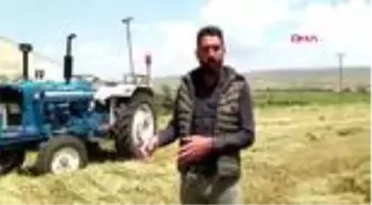 AĞRI Kurt sürüsü, 40 koyunu telef etti