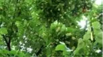 Aktarta 90 TL, Sivas'ın parklarında bedava