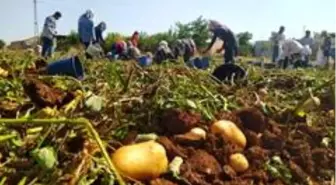 Kahta'da yerli patates hasadı yapıldı