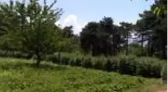 Ahudududa hasat verimli başladı - BURSA