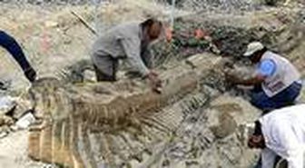 Arjantin'de 70 yıl önce bulunan balık fosilinin 70 milyon yıllık olduğu keşfedildi