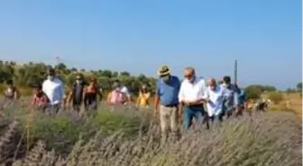 Didim'de sezonun ilk lavanta hasadı yapıldı