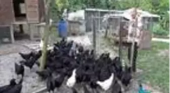 Emekli astsubay mini hayvanat bahçesi kurdu