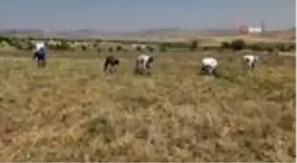 Gercüş'te nohut hasadı başladı