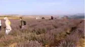 Lavanta tarlasında mutluluğa 'Evet' dediler
