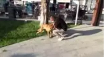 Son Dakika: Su verdiği köpekle arasında oluşan dostluk bağı görenleri şaşırtıyor
