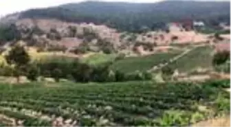 Yayladağı çileği Suriyeli Türkmenlerin ekmek kapısı oldu