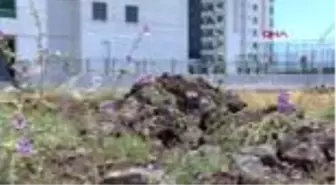 Diyarbakır'da hatmi çiçeği bolluğu