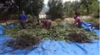 Muğla'da tıbbi ve aromatik bitkiler gelir kaynağı olacak