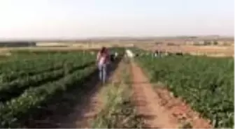 Çiftçilerin 'acı' hasadı başladı