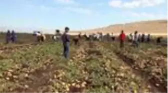 Gaziantep'te patates hasadı başladı