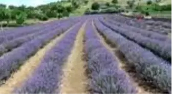 Hayallerine lavanta bahçesi ile kavuştu