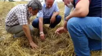 Son dakika haberleri! Hasatta tane kaybına geçit yok