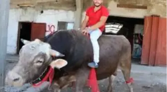 Gözü gibi baktığı boğanın üstünde matador gibi poz verdi