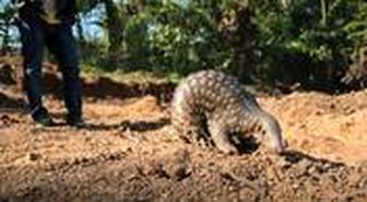 Yeni küresel salgın için alarm! Myanmar, kaplan ve pangolin gibi çok sayıda türü ticari amaçlı yetiştirecek