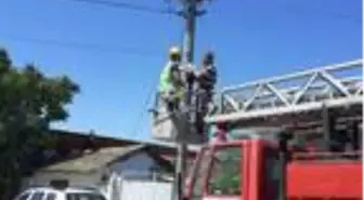 Yere düşen yavru leylekler itfaiye yardımıyla yuvalarına kondu