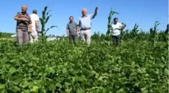 Arpa ve buğday harmanda, fasulye ile mısır tarlada