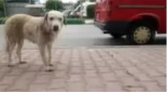 OSMANİYE Trafik kazasında dili kesilen köpek tedavi edildi