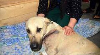 Kesici aletle yaralanan sokak köpeğini mahalleli tedavi ettirdi