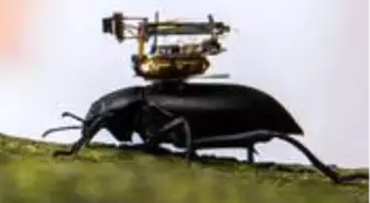 ABD'li araştırmacılar, ürettikleri iskambil kağıdından 10 kat hafif kamerayla böceklerin yaşamını inceleyecek