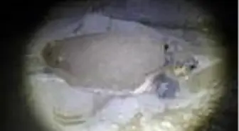 Son dakika haberi... Caretta caretta 21 yıl sonra aynı sahile yumurta bıraktı