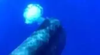 Dalgıçlar, ağa takılan balinayı kurtarmak için böyle mücadele etti