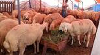 Yozgat'ın kuyruklu koçları kurban pazarında ilgi gördü
