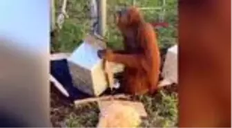 Avustralya'da hayvanat bahçesinde orangutan, 30'uncu yaşını böyle kutladı