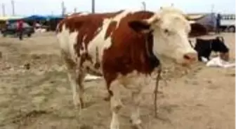 1 ton 100 kilogramlık 'Pembe' isimli boğa 21 bin TL'ye alıcısını bekliyor