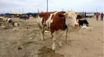 Kurban Bayramı'na bir gün kala bir ton 100 kilogramlık 'Pembe' isimli boğa alıcısını bekliyor