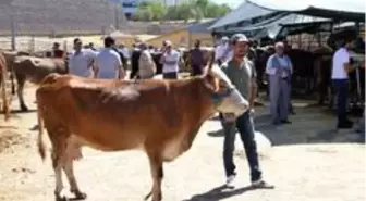 Kurban pazarında son gün yoğunluğu