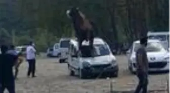 Kesime götürülen kurbanlık boğa, sahibinin elinden kurtulunca aracın üzerine çıktı