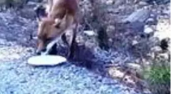 Yolda gördükleri bitkin tilkiye su verdiler