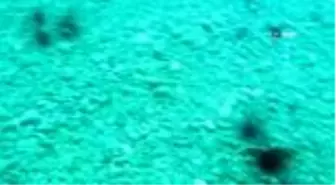 Uzmanından zehirli deniz kestanesi uyarısı