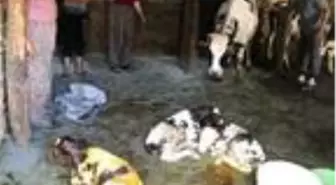 Besiciye bayramda üçüz buzağı sevinci