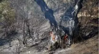 Başkan Çerçioğlu'ndan zeytin ağaçları yanan çiftçiye destek