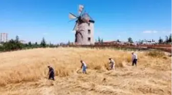 Altınköy'de hasat yapıldı