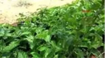 ANTALYA Çarkıfelek meyvesine ilgi artıyor