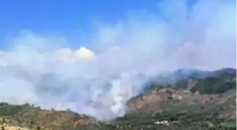 Milas'ta orman yangını