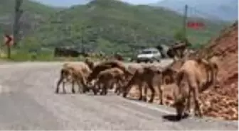 Tunceli'de karayoluna inen yaban keçileriyle 'özçekim' yaptılar - 2