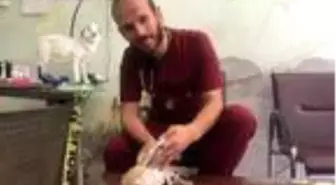 Yaralı halde bulunan peçeli baykuş tedaviye alındı