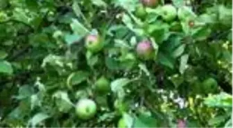 Muş'ta elma hasadına başlandı