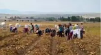 Çorum'da patates hasadı başladı