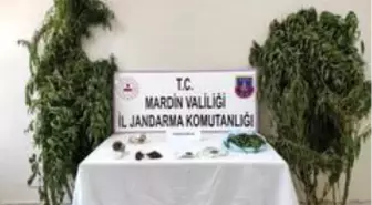 Son dakika haberleri: Mardin'de jandarmadan kenevir operasyonu