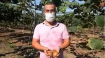 Olmaz denileni oldurdu! 600 metre ve üzeri rakımda yetişen kiviyi 38 rakımda üretti