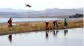 Son dakika! Van'da martı ölümlerinin nedeni; açlık ve stres (2)