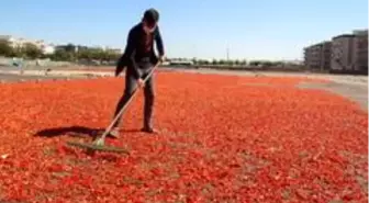 Şanlıurfa isotunun acı telaşı başladı