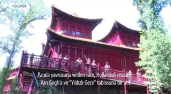 Panda Yavrusuna Van Gogh'tan Gelen İsim