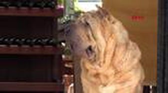 ANTALYA KALEİÇİ'NİN MASKOTU KÖPEK, 4 YAVRU KEDİYE ANNELİK YAPIYOR